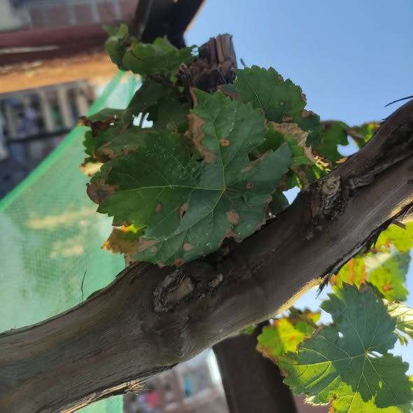 ورق العنب محروق كده من الاطراف و فى بقع بنى زى الصدأ كده و فى ورق مصفر ساعات اية السبب و العلاج ؟ انا زراعة فى برميل 220 لتر